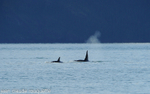 Orcas