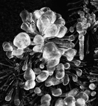 ICE FLOWER - NIAGARA FALLS
