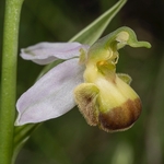 Bi-coloured Bee Orchid variety (Ophrys apifera var bicolor)