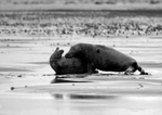 Grey Seals