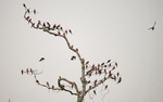 Rosy bee-eaters