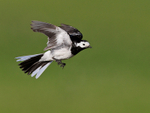 Pied Wagtail hovering near Ardnave Loch on Islay
