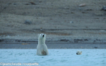Anxious female polar bear with cubs