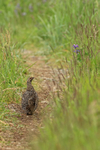 Spruce Grouse (female) on trail, Silver Salmon Creek, Alaska