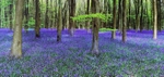 Beechwood Bluebells  EDC012