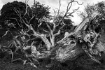 The Fallen Tree