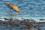 Curlew (Numenius arquata) feeding  - Strangford Lough - 5 of 6