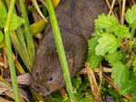 Water Vole