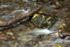 Dartmoor _ DR 012