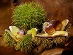 Sweet Chestnuts #1