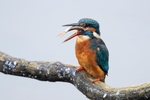 Kingfisher Alcedo Atthis063