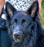 Jax