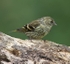 Siskin