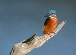Kingfisher1