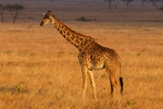 Giraffe in golden late afternoon sun