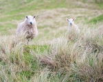 Sand Dune Sheep in Durness