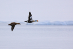 King Eider portfolio