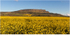 Binevenagh Rapeseed Field (IMG1235)