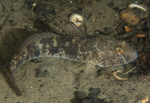 Gobius niger