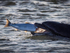 Chanory point, Bottle nose dolphins