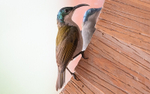Green-headed sunbird female