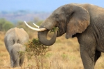 _84Y1124 Amboseli