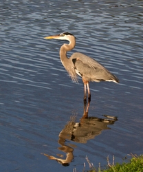 Great Blue Heron _0090