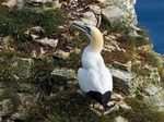 Gannet