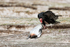 Turkey Vulture dragging dead penguin, Volunteer Point, Falklands