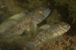 Gobius niger