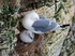 Kittiwakes