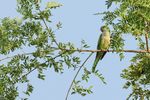 Monk Parakeet portfolio