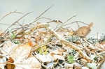 Winter Woodland Floor