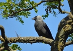 Jackdaw