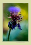 Centaurea montana 3