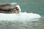Common Seal close on ice floe, Surprise Glacier, Alaska