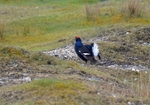 Black Grouse