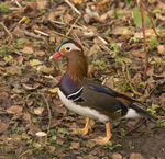 Mandarin Duck