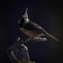 CRESTED TIT 16