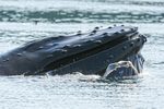 Humpback Whale surfaces after feeding, Johnstone Strait, Canada