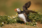 Puffin