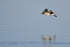 Black-bellied Plover in flight, Fort De Soto Park, Florida