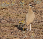 Cream Coloured Courser