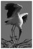 Birds - Monochrome - 08