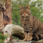 Scottish Wildcat