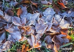 Frosty Leaves