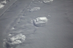 Polarbear footsteps 1311