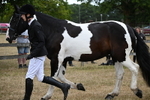 WJ6_8225