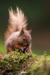 Red Squirrel