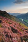 Heather in bloom, Foel Cynwch